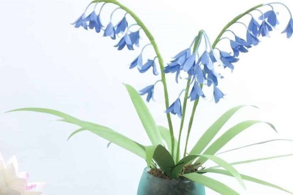 3D Paper Bluebell